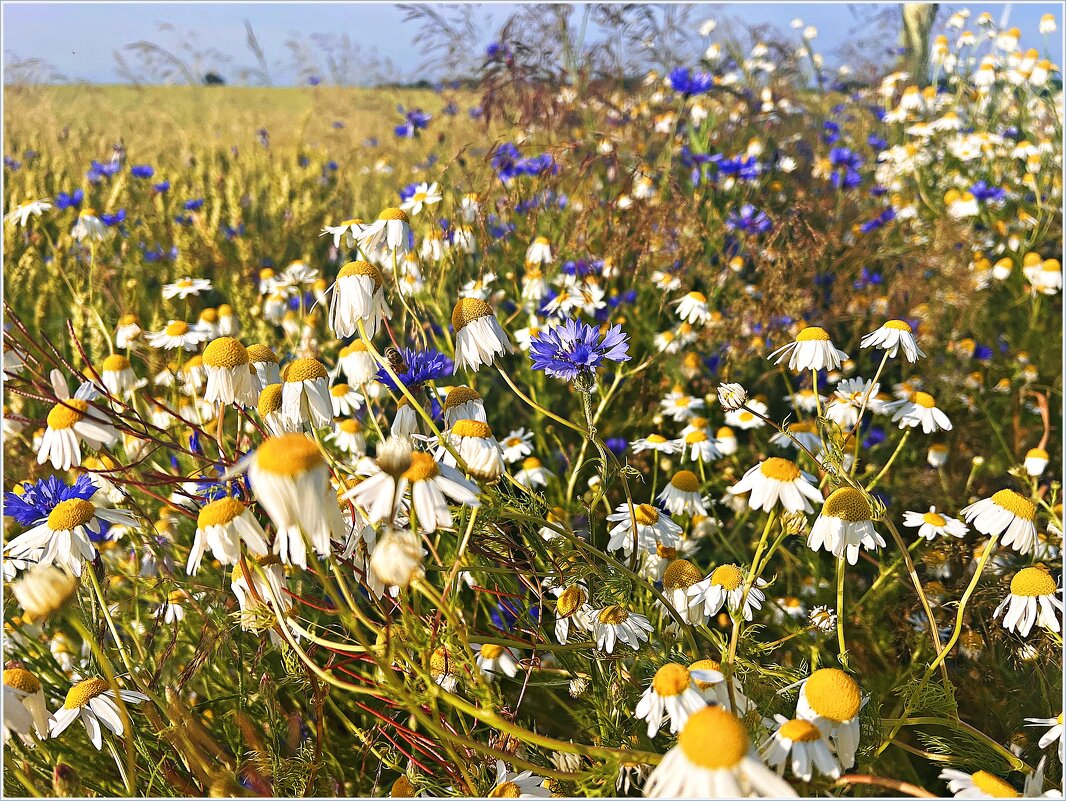 Июль. - Валерия Комова