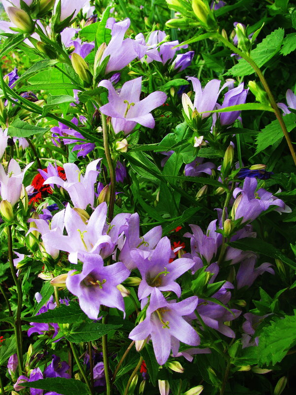 Нежная красота - Людмила Смородинская