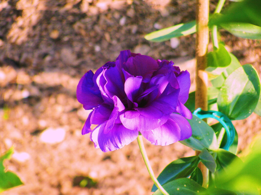 Эустома расцвела - Людмила Смородинская