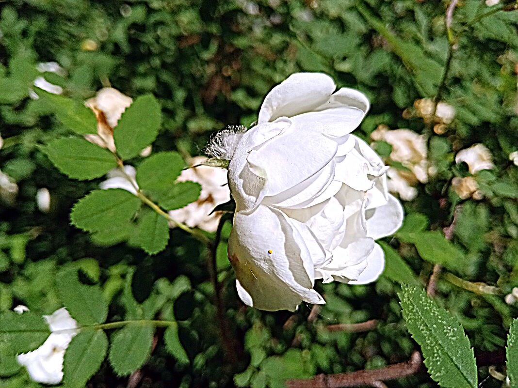 Цветы. - Владимир Драгунский Цветы. - Владимир Драгунский