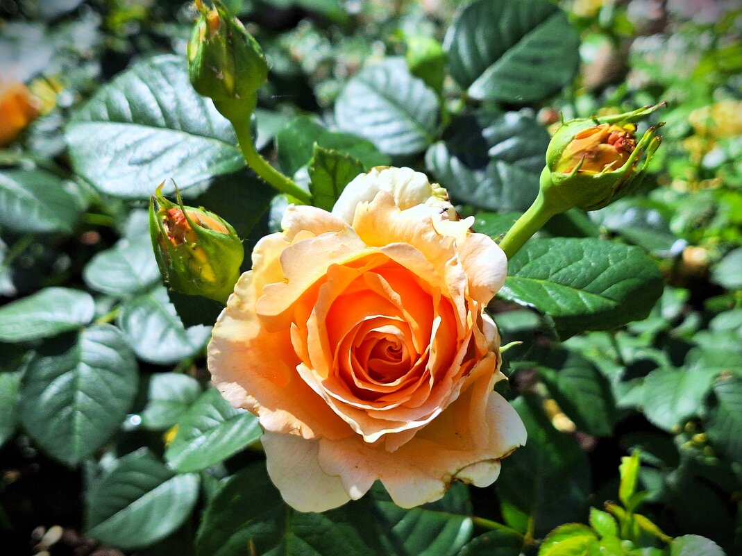 Золотая роза - Наталья Золотая роза - Наталья