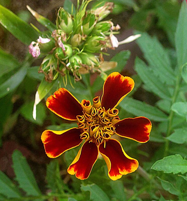 Цветок лета - Елена Семигина