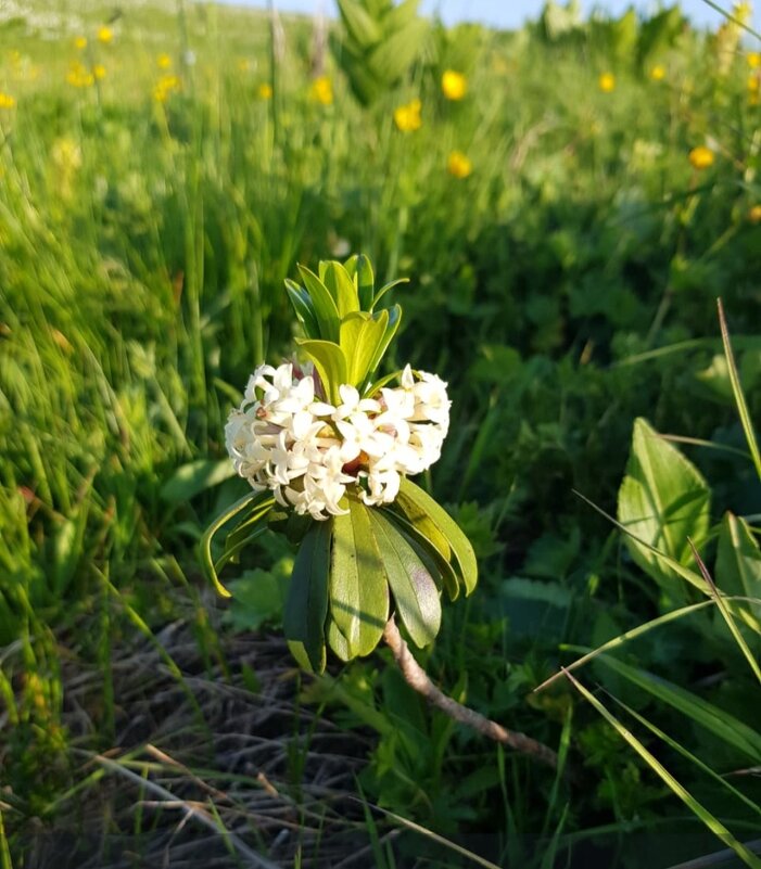 АЛЬПИЙСКИЕ ЛУГА ЛАГОНАКИ - Tata Wolf АЛЬПИЙСКИЕ ЛУГА ЛАГОНАКИ - Tata Wolf