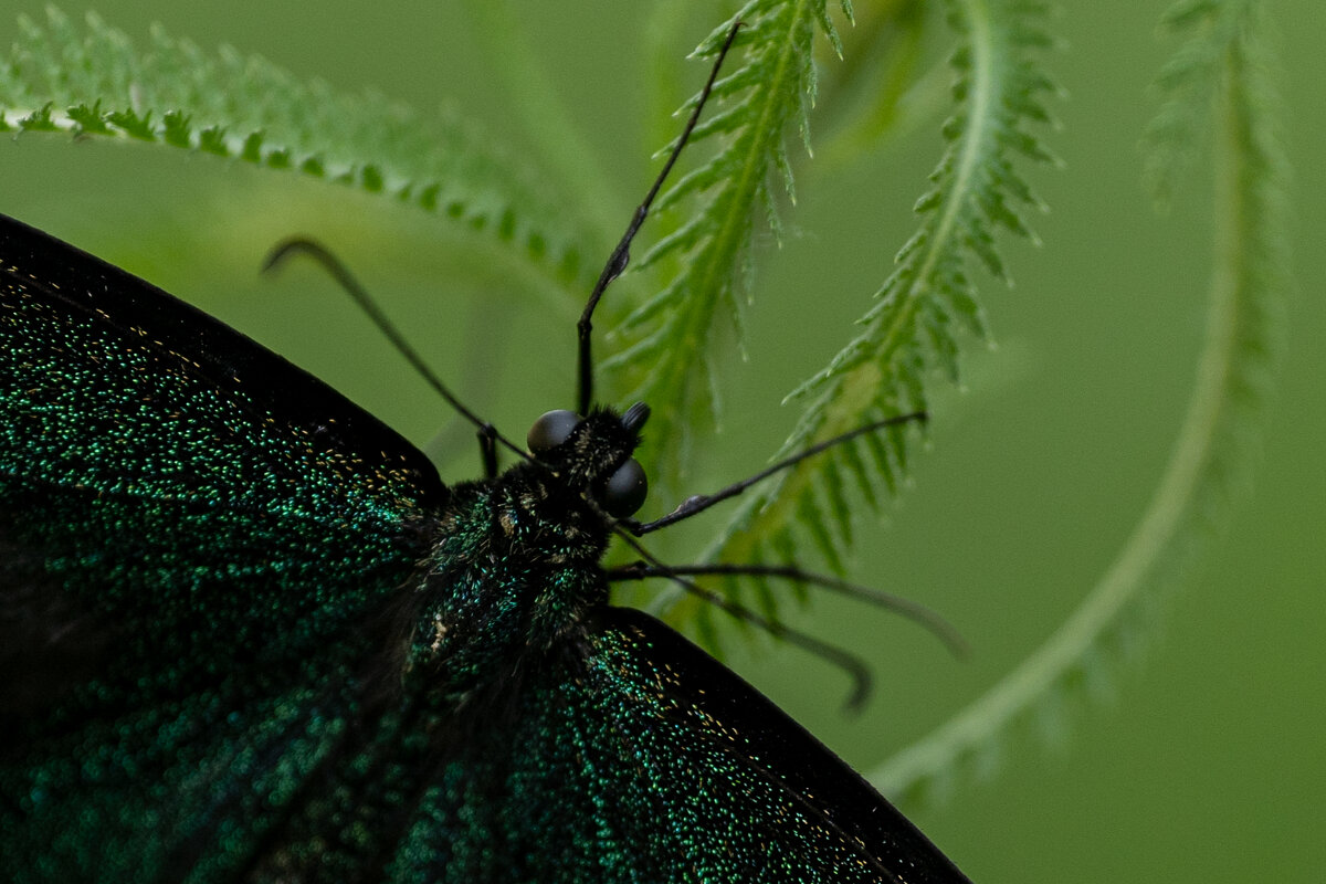 2 - Сергей Флетчер