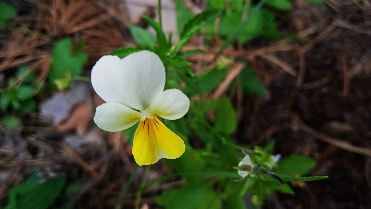 лесная фиалка - Елена Шаламова
