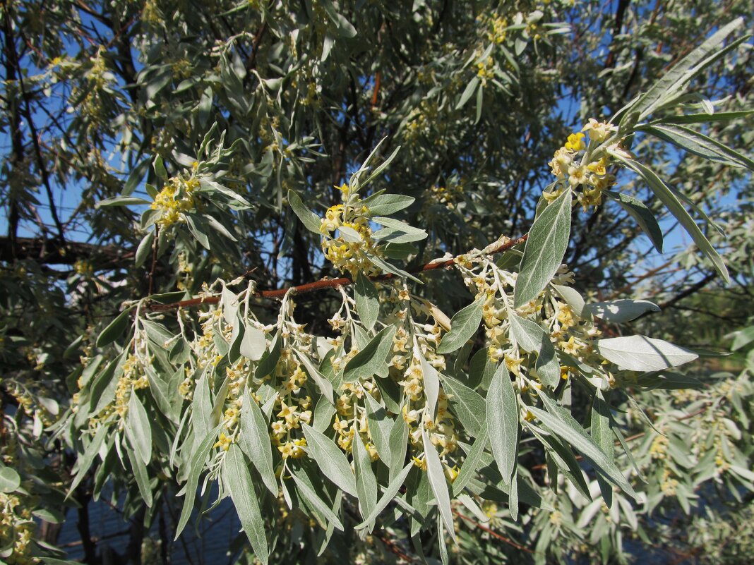 цветение лоха серебристого - Елена Шаламова