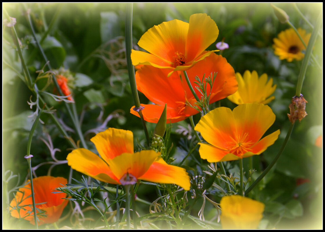 Летняя палитра.... - Aleksandr Gal