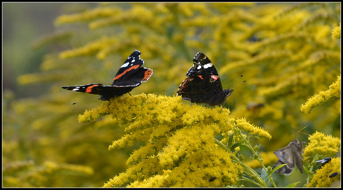 Лето это маленькая жизнь - Aleksandr Gal