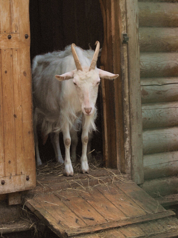 Лето. Утро на ферме. - Арина Невская Лето. Утро на ферме. - Арина Невская