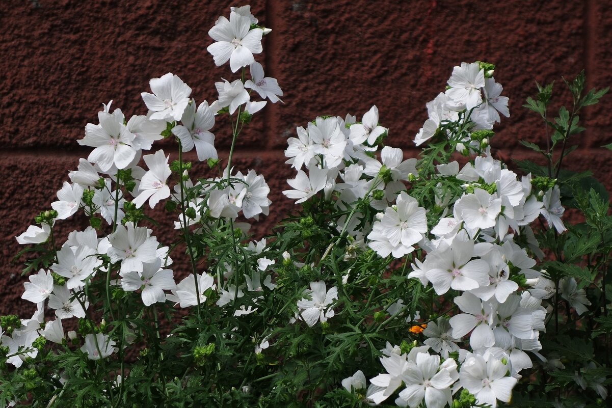 Мальва мускусная - Рита Симонова Мальва мускусная - Рита Симонова