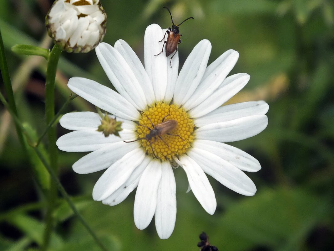 ** - Зоя Мишина