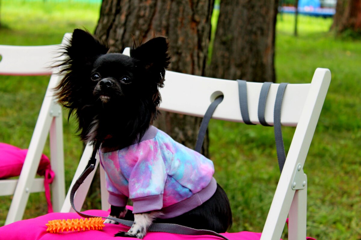 Гламур - Дмитрий (Горыныч) Симагин