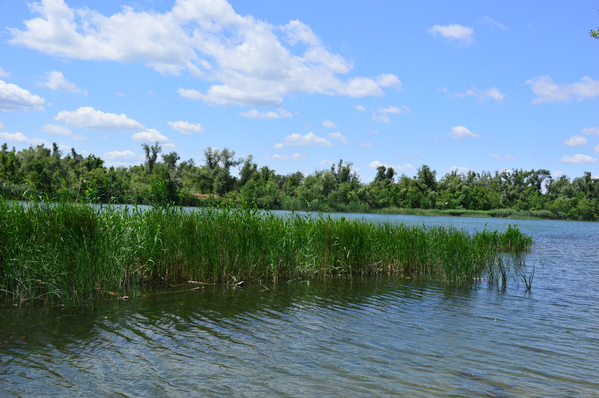 Местные виды. - Виктор 