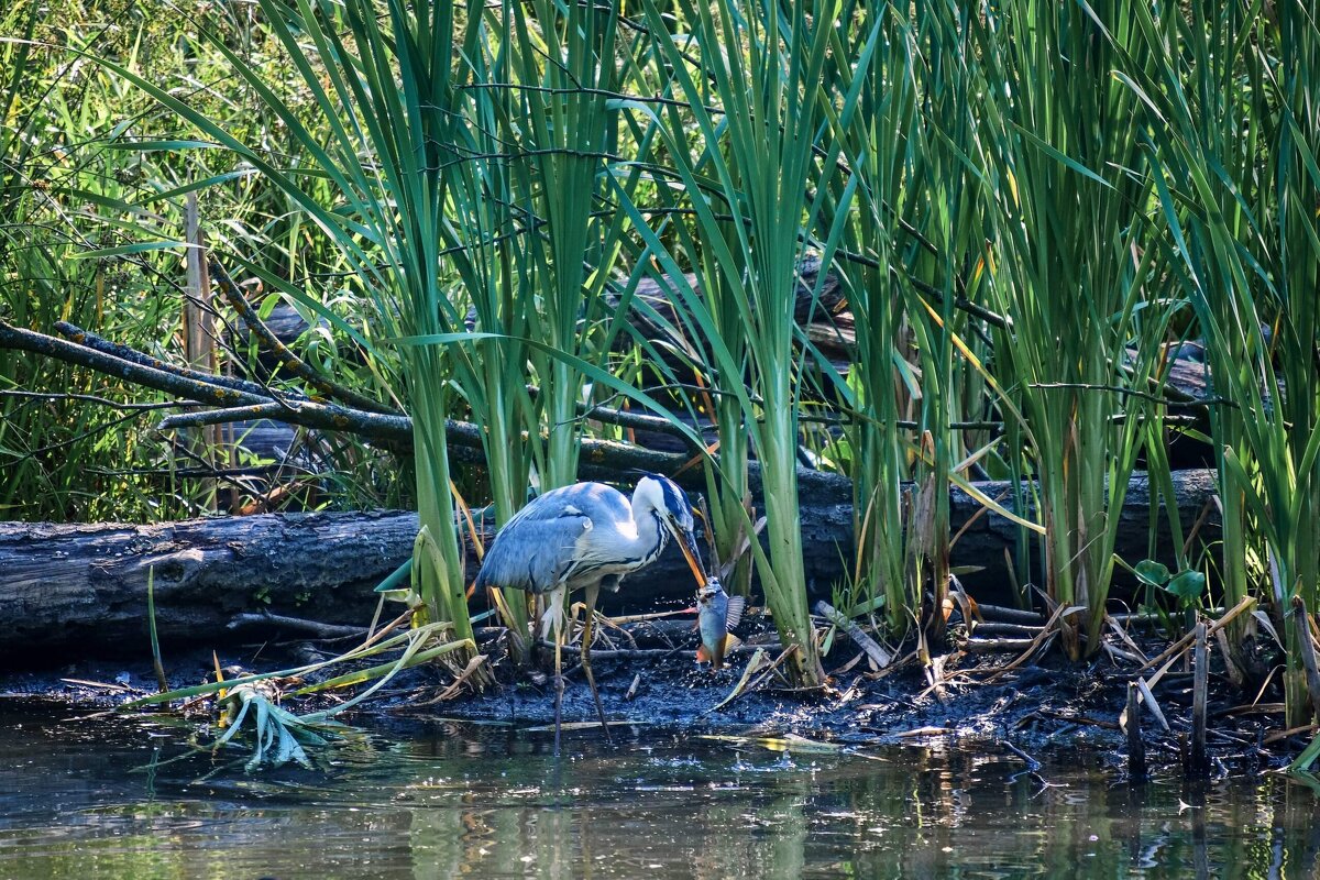 Рыбалка. - Зинаида Манушкина