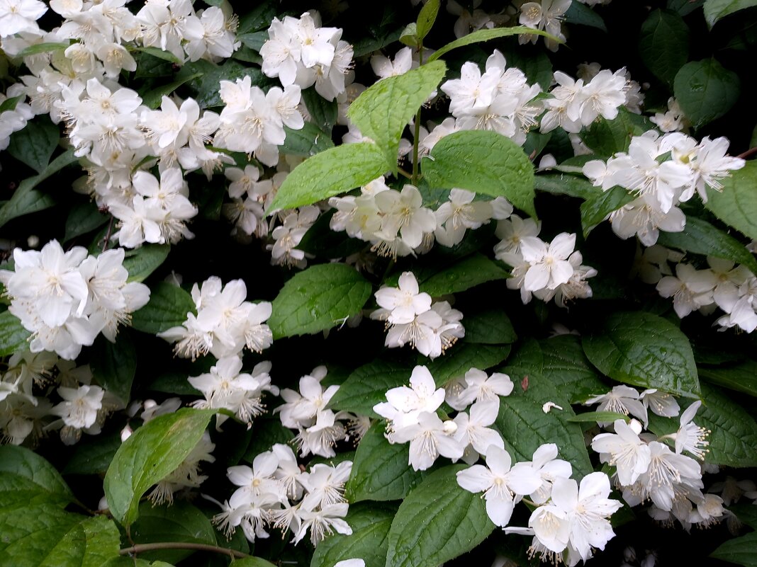 Июньское цветение. - Лия ☼ Июньское цветение. - Лия ☼