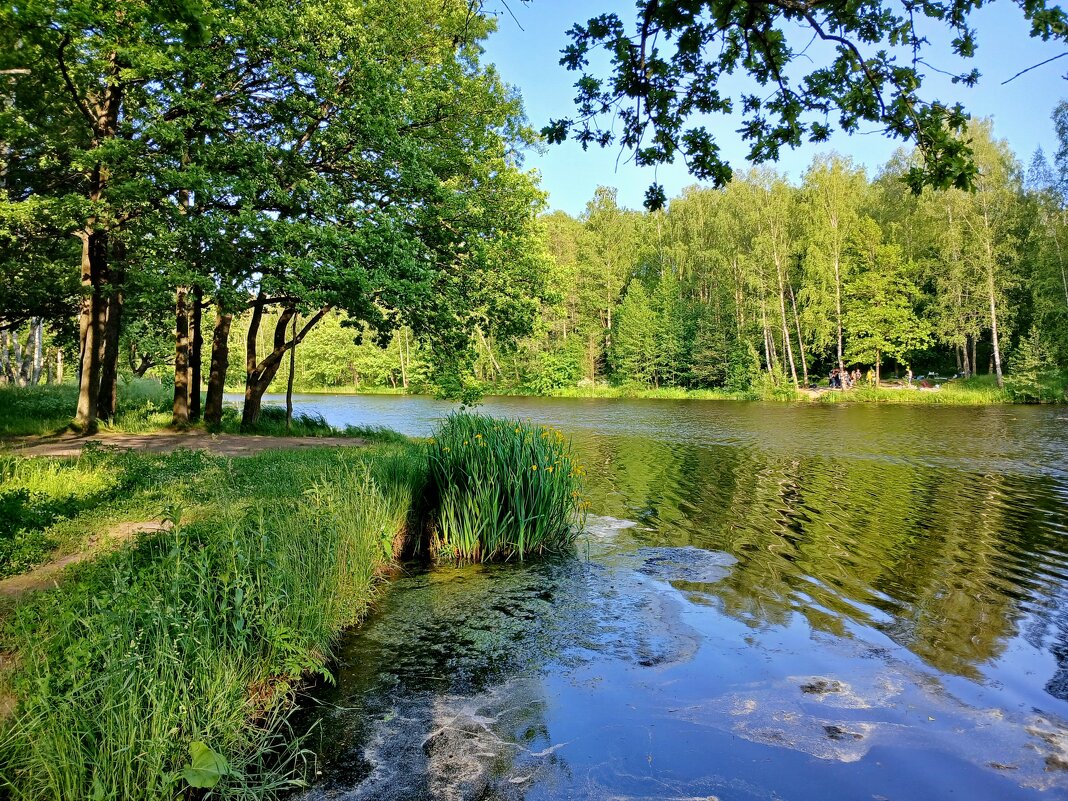 Природа июня. - Лия ☼