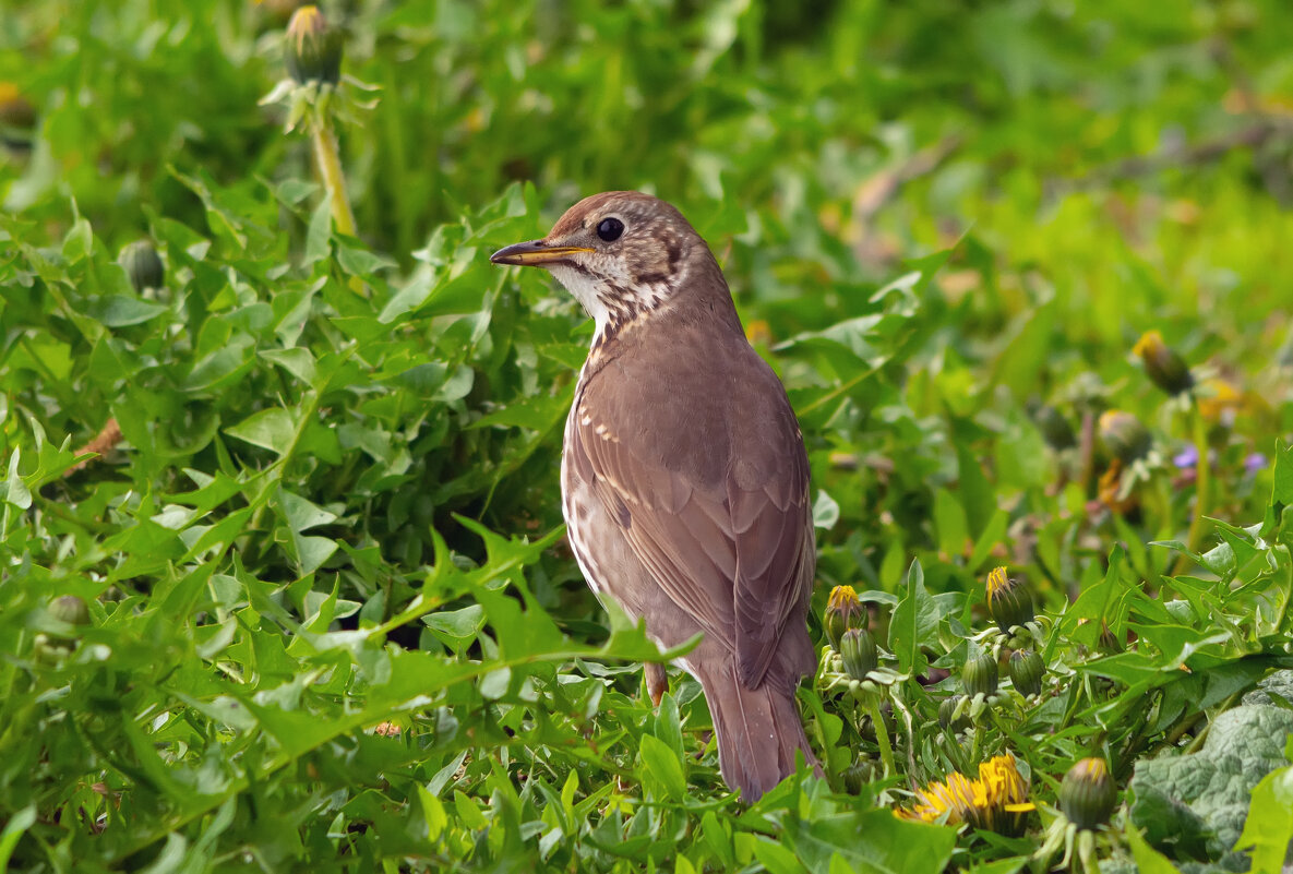 ** - Виталий Емельянов
