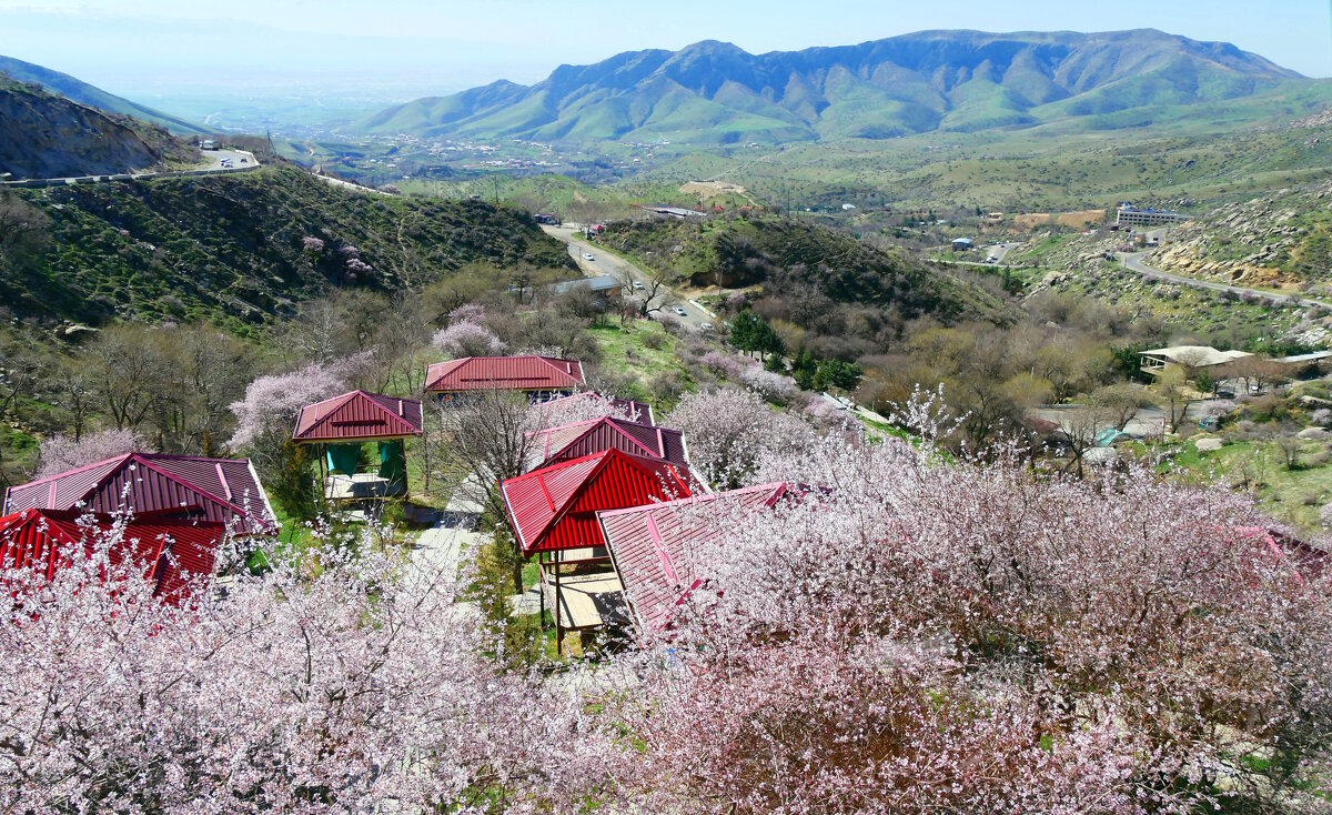 Март. Цветение миндаля (может фисташка) - Alexey YakovLev