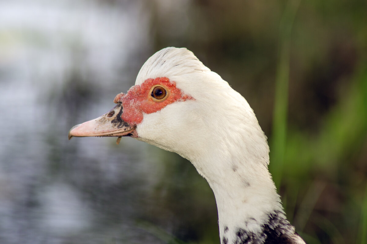 Утка замерла - sorovey Sol Утка замерла - sorovey Sol