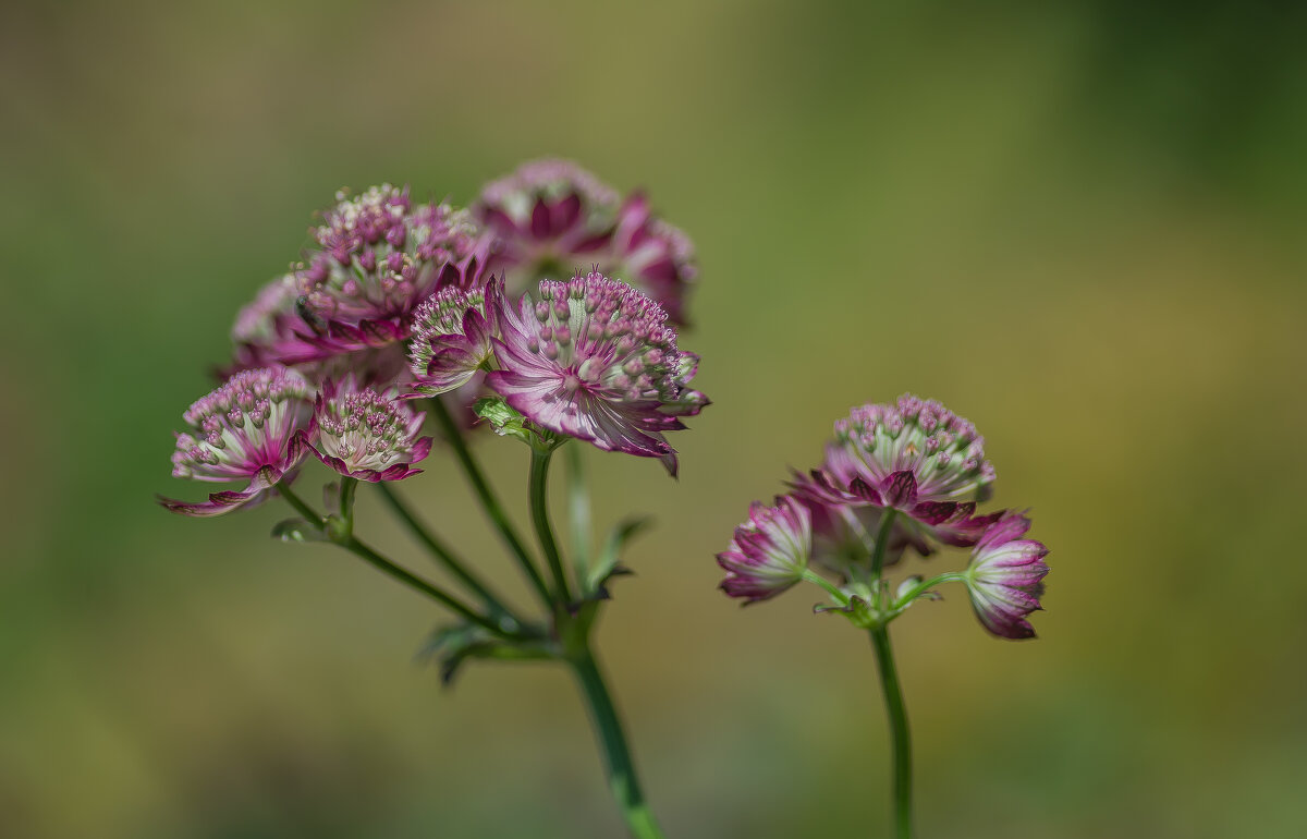 Астранция. - Sergey (Apg)