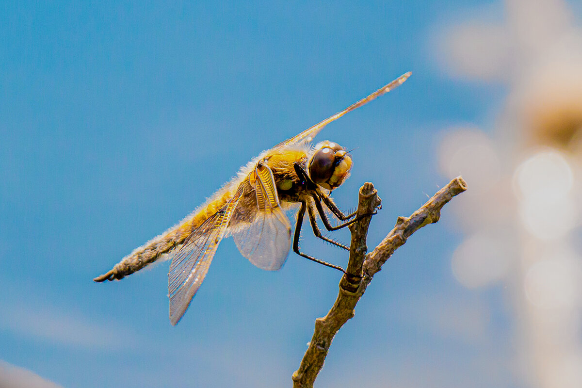 Лето красное - Алексей Сопельняк