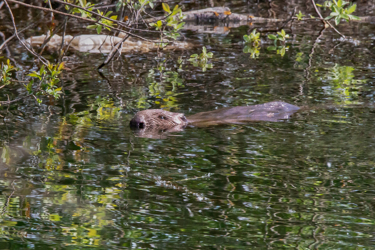 Бобер парень не простой - Алексей Сопельняк Бобер парень не простой - Алексей Сопельняк