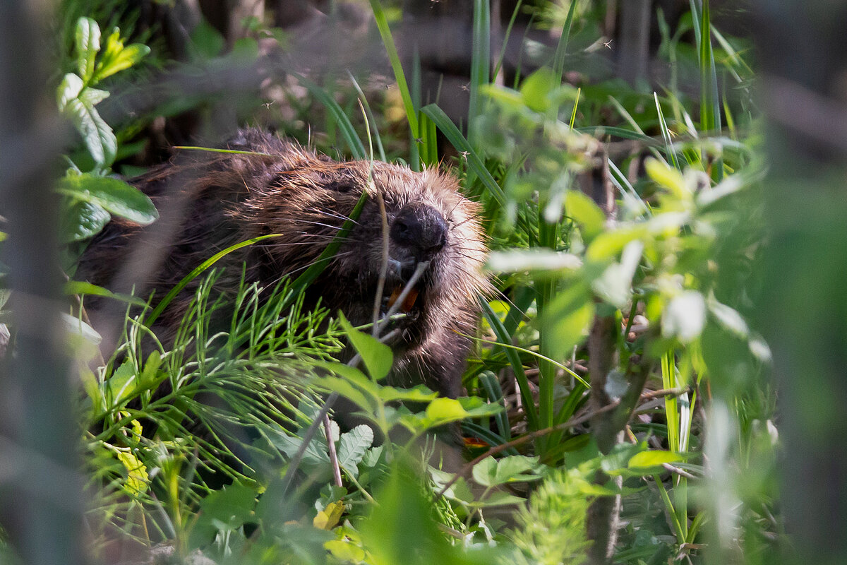 Бобер парень не простой. - Алексей Сопельняк
