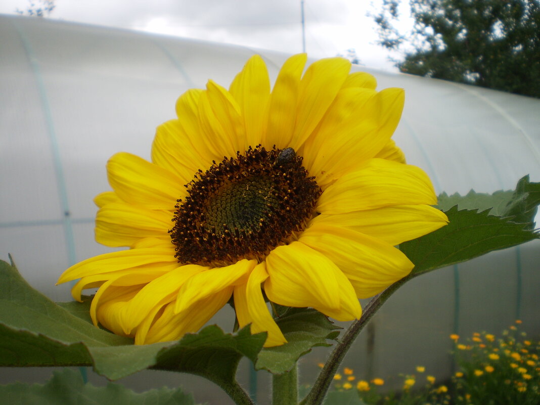 Лето. - Венера Чуйкова