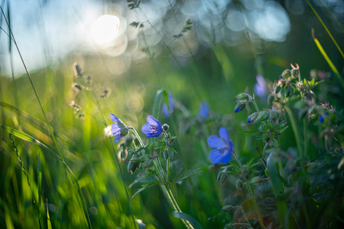 Полевые цветы - Олег Дорошенко