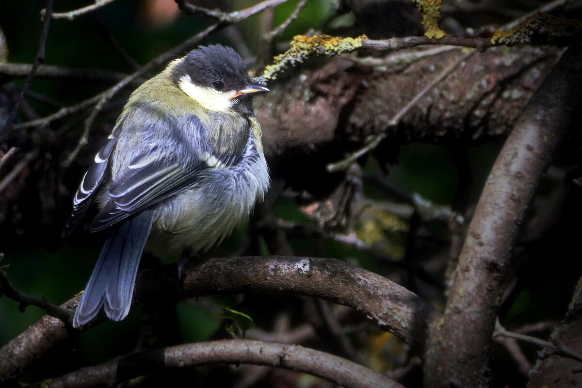 На старой сливе... - Владимир Шошин