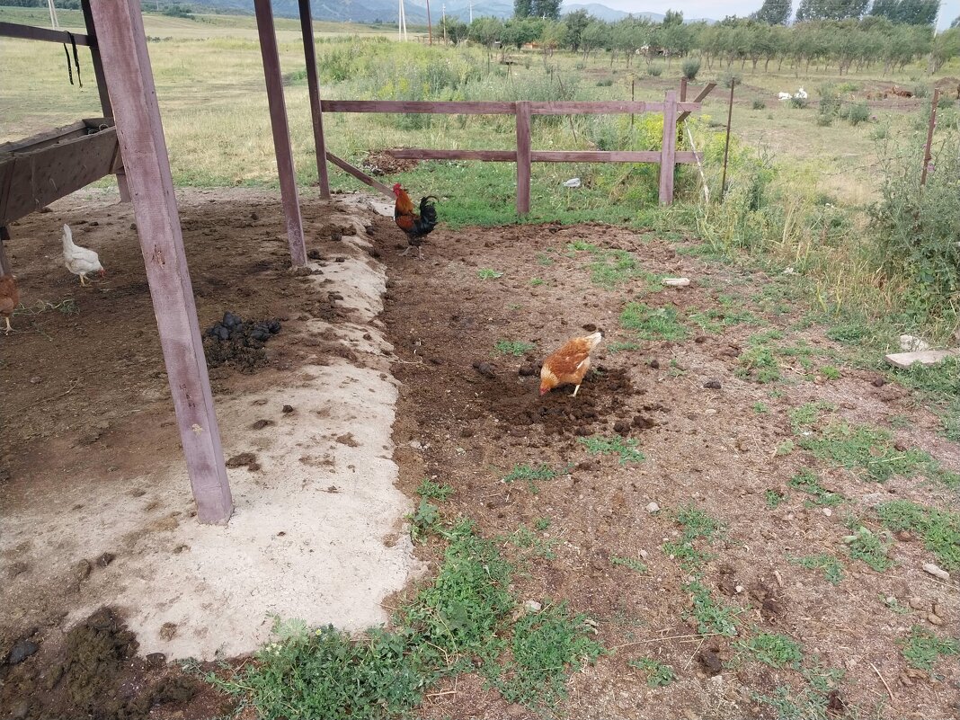 Talgar. - Murat Bukaev 