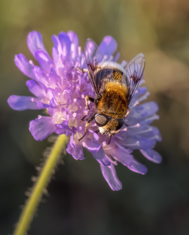 Про мух - Владимир Колесников