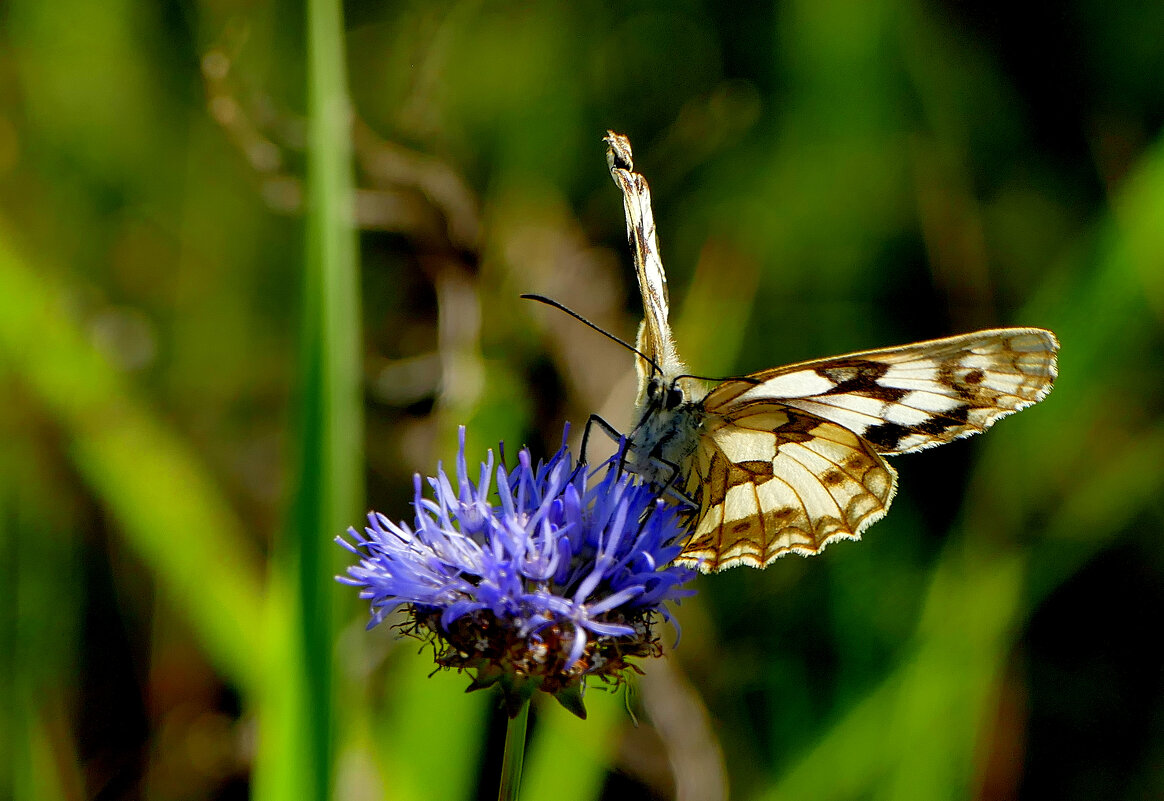из снятого сегодня 8 - Александр Прокудин из снятого сегодня 8 - Александр Прокудин