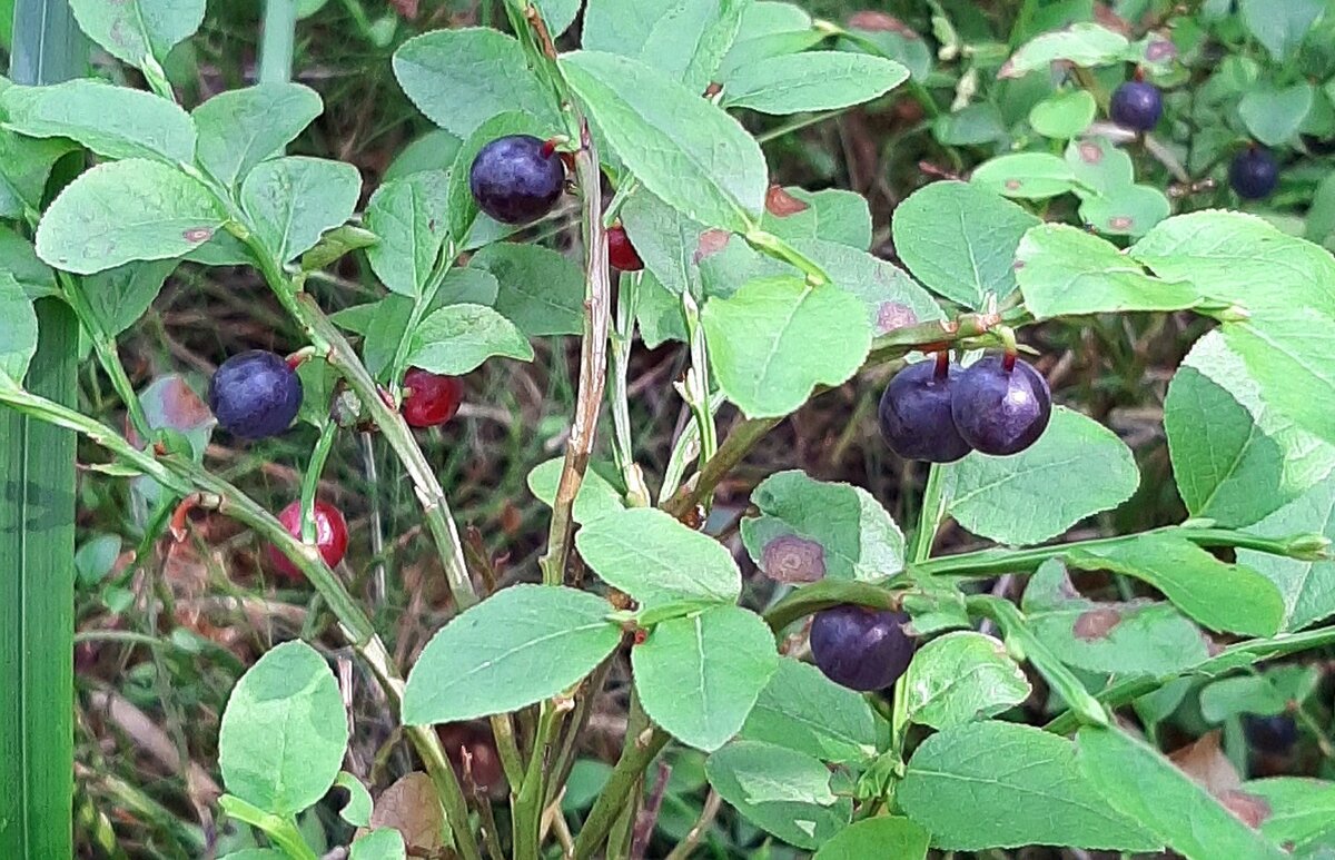 В лесу - Наталья Герасимова