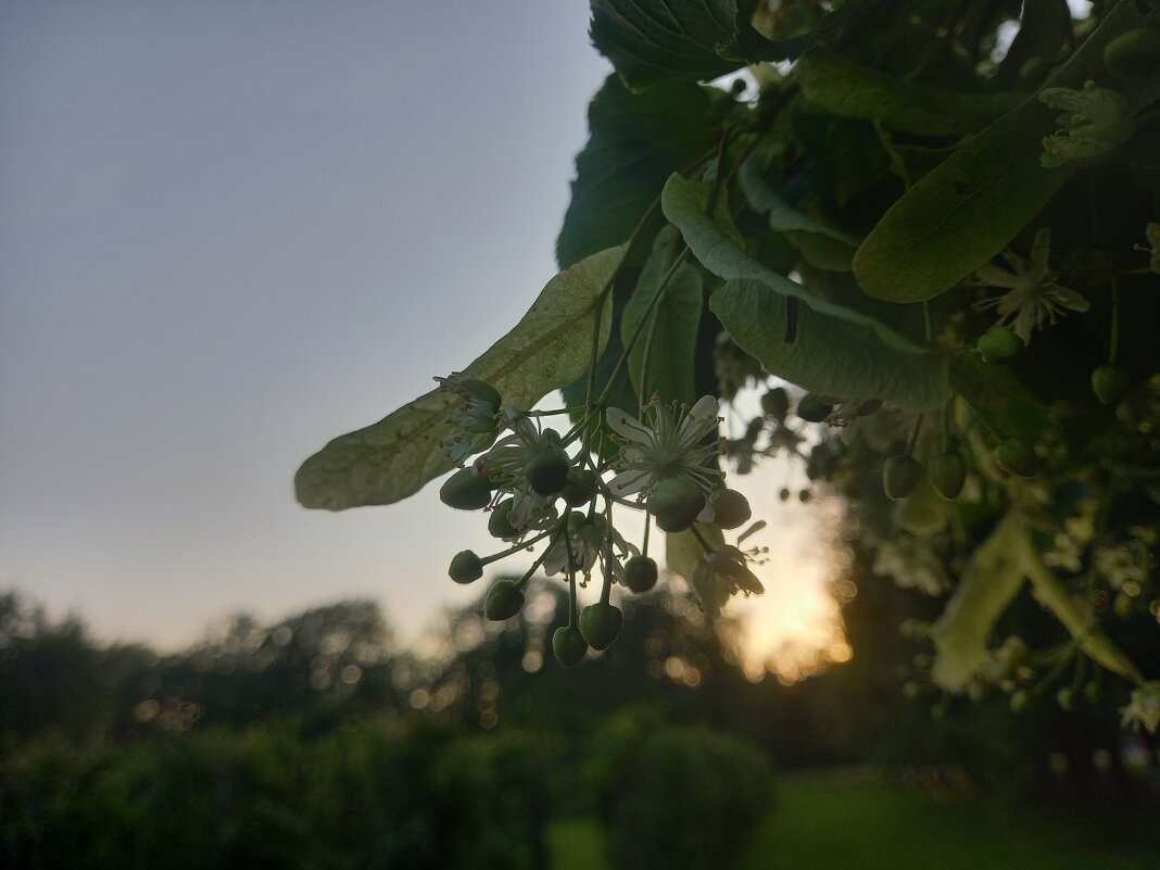 Липа - Сапсан 