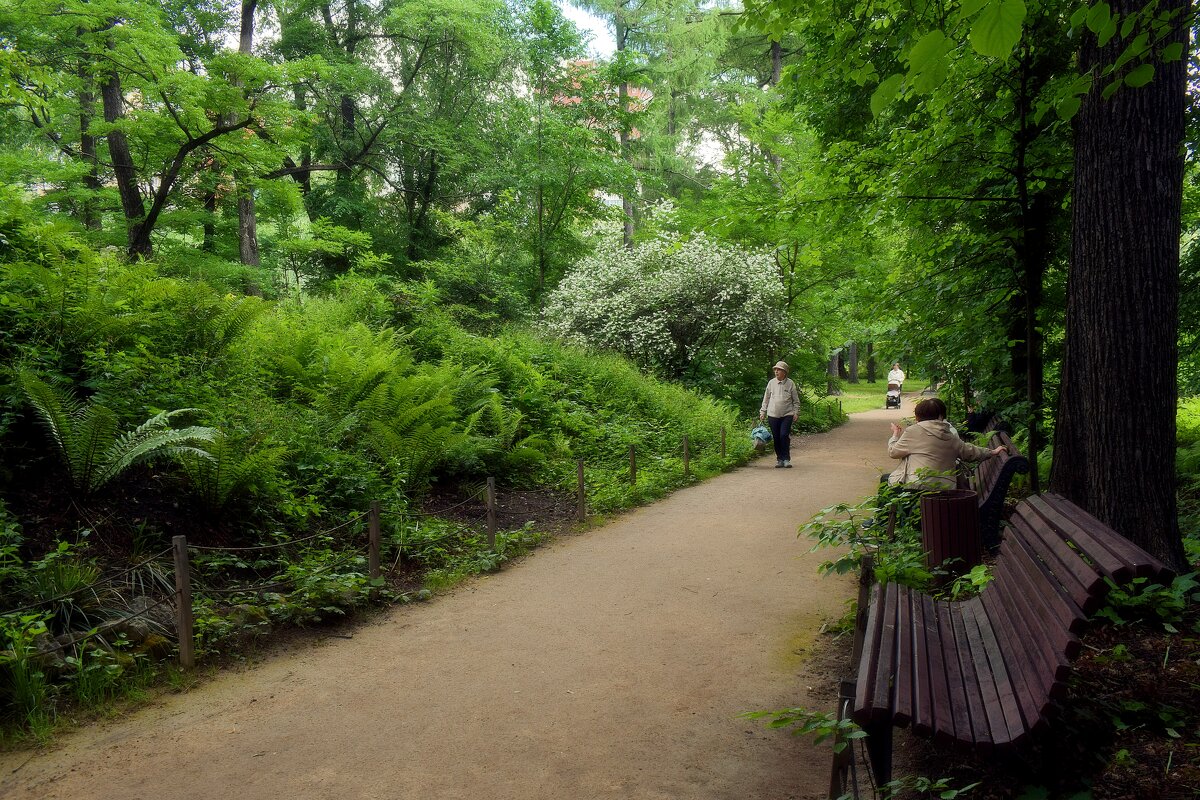 По тенистым аллеям Аптекарского огорода. - Татьяна Помогалова По тенистым аллеям Аптекарского огорода. - Татьяна Помогалова