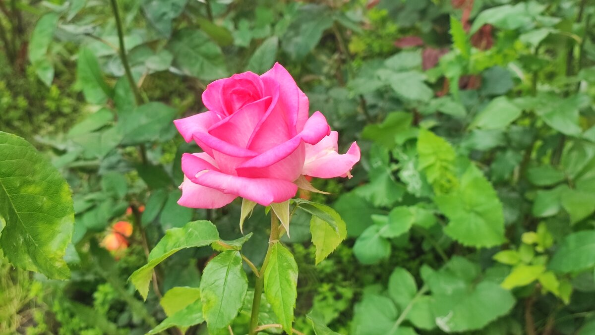 ,,, - Сергей Тимоновский