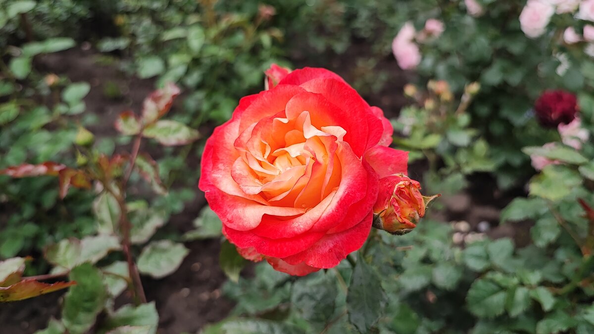 ,,, - Сергей Тимоновский