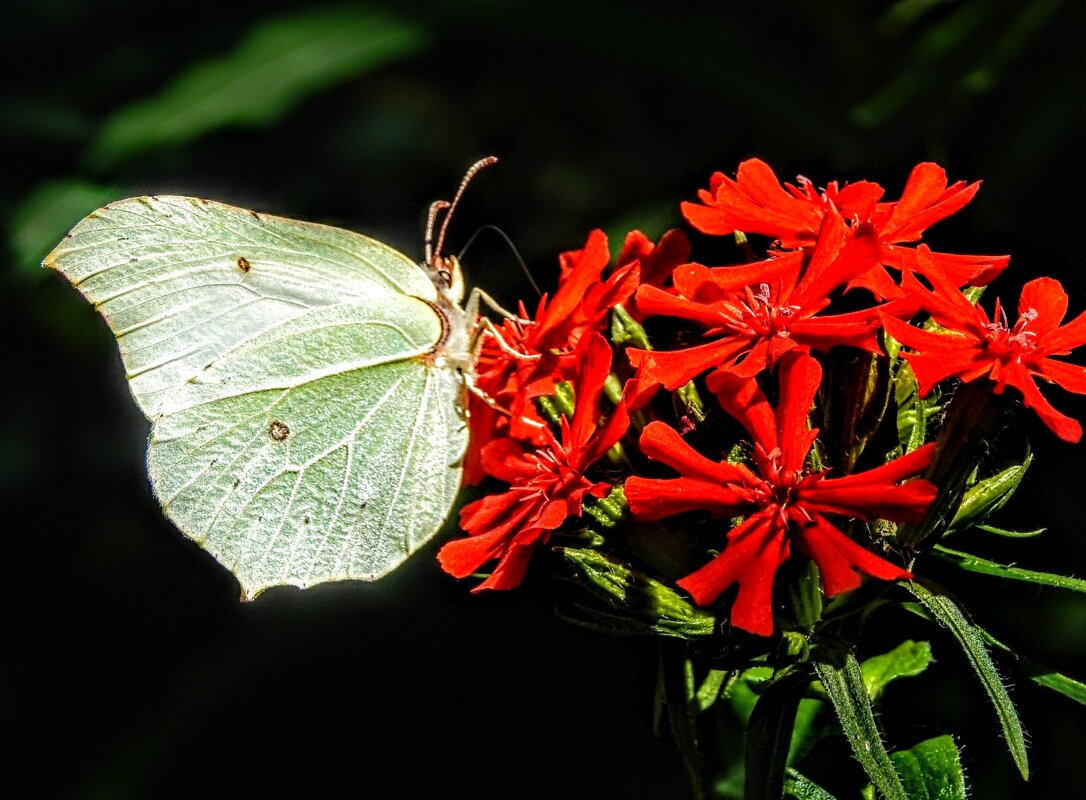 Мира и проЦветания! - Елена Хайдукова  ( Elena Fly )