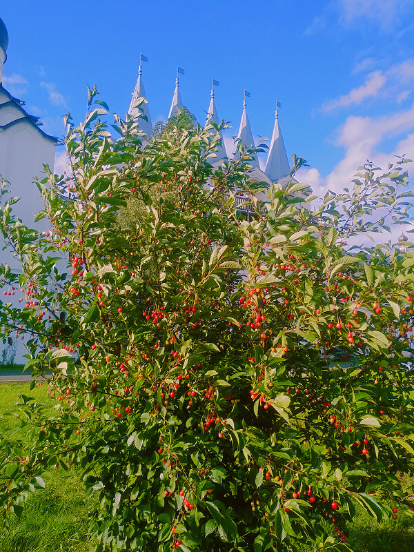 Летний вечер в могастыре - Сергей Кочнев