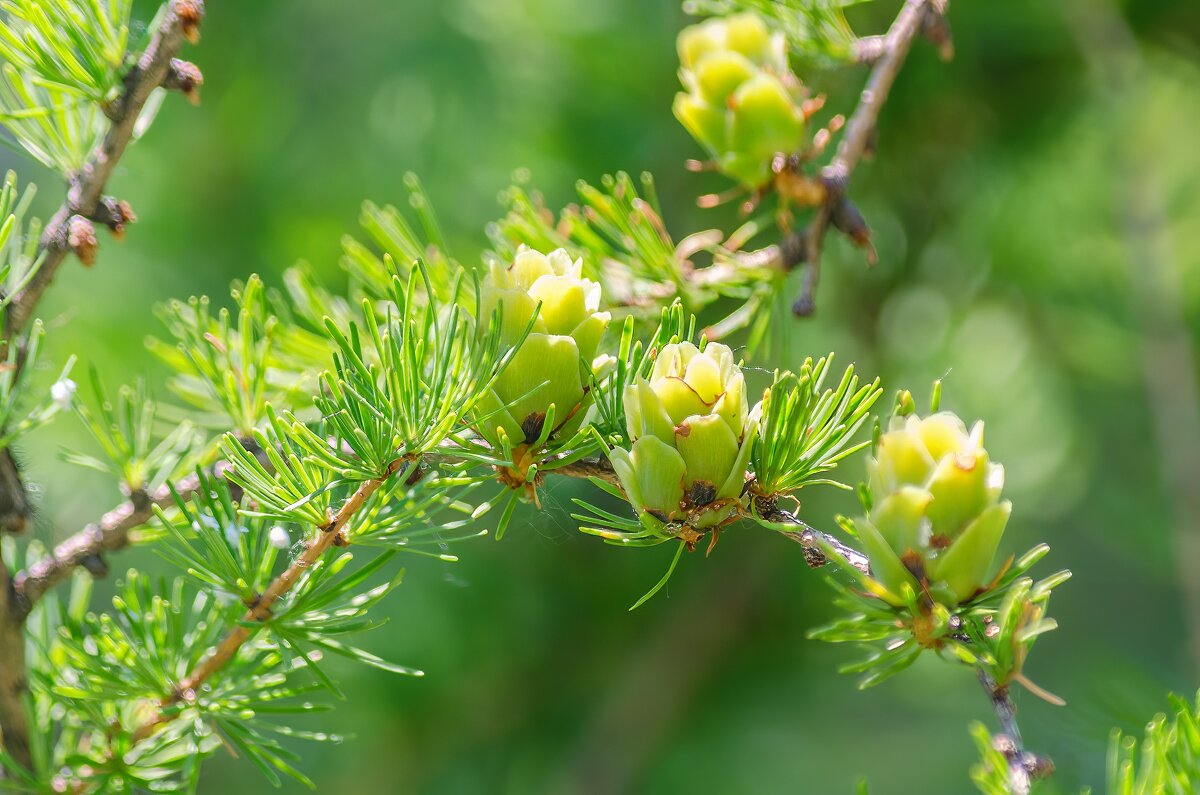 Лиственница - Виктор Иванович Чернюк