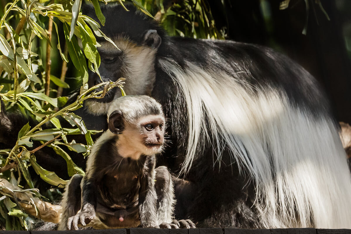 Колобус - SanSan 