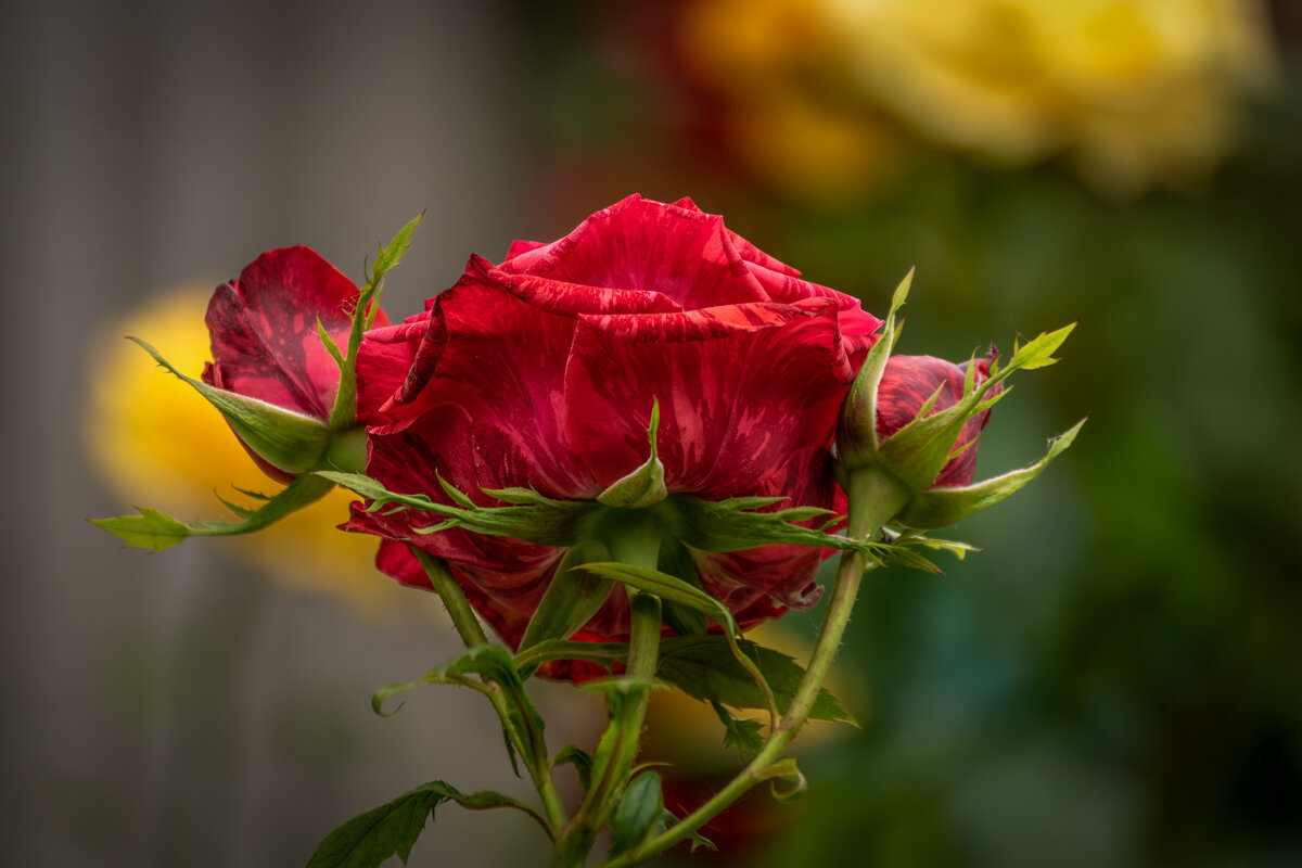 Роза - Игорь Сикорский