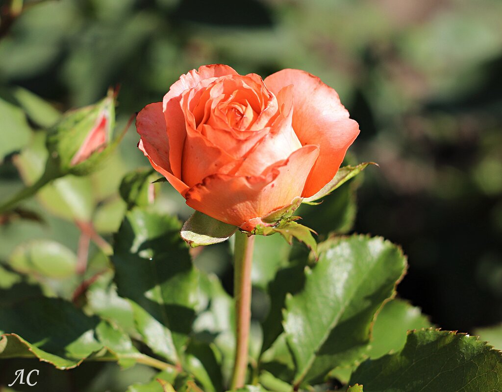 Вновь розы! - Любовь Сахарова