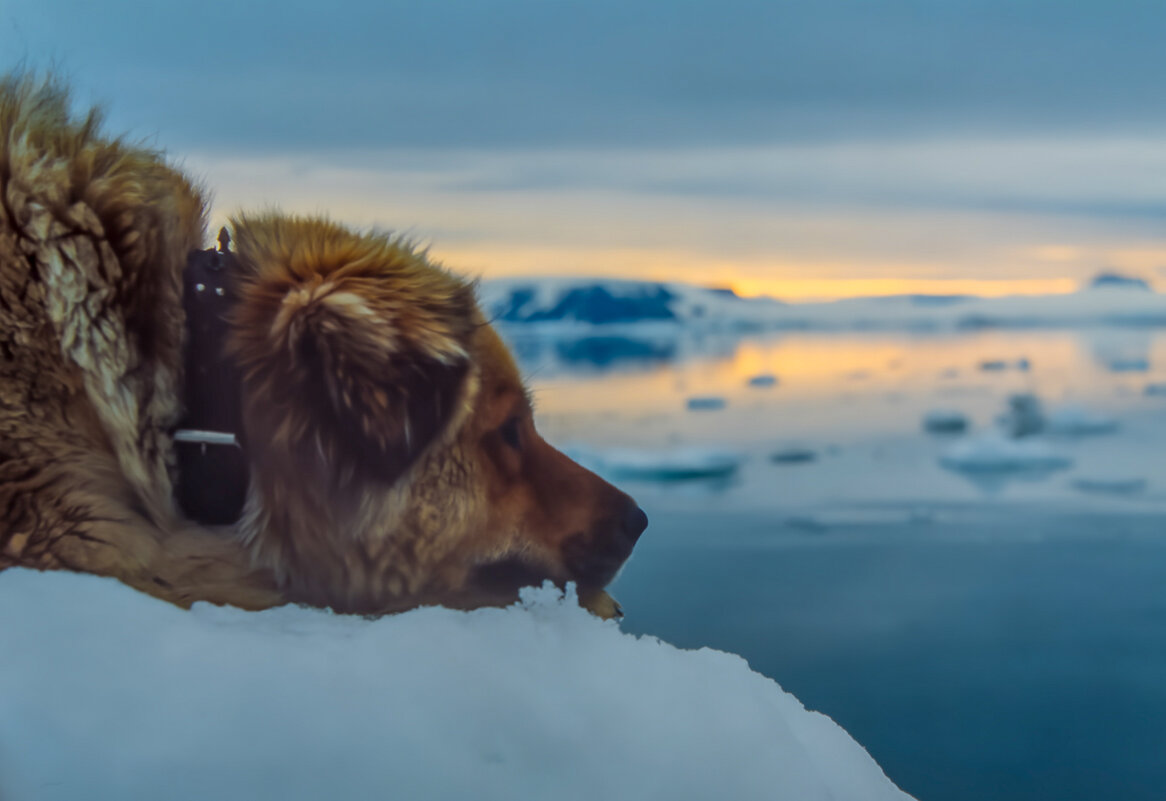 Полярник. - Игорь Викторов