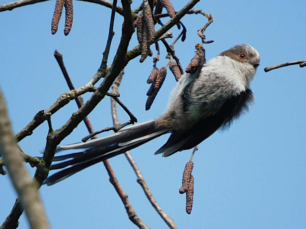 Молодой ополовник - Лина 