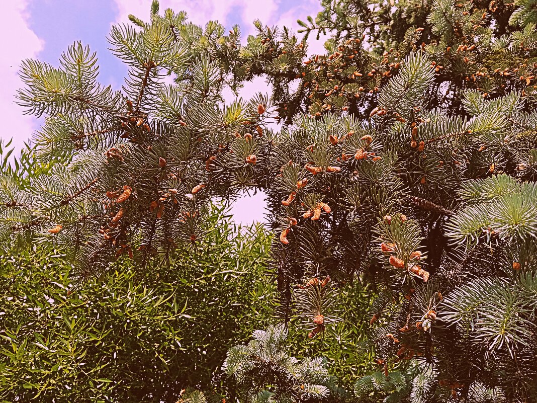 Цветы. - Владимир Драгунский Цветы. - Владимир Драгунский