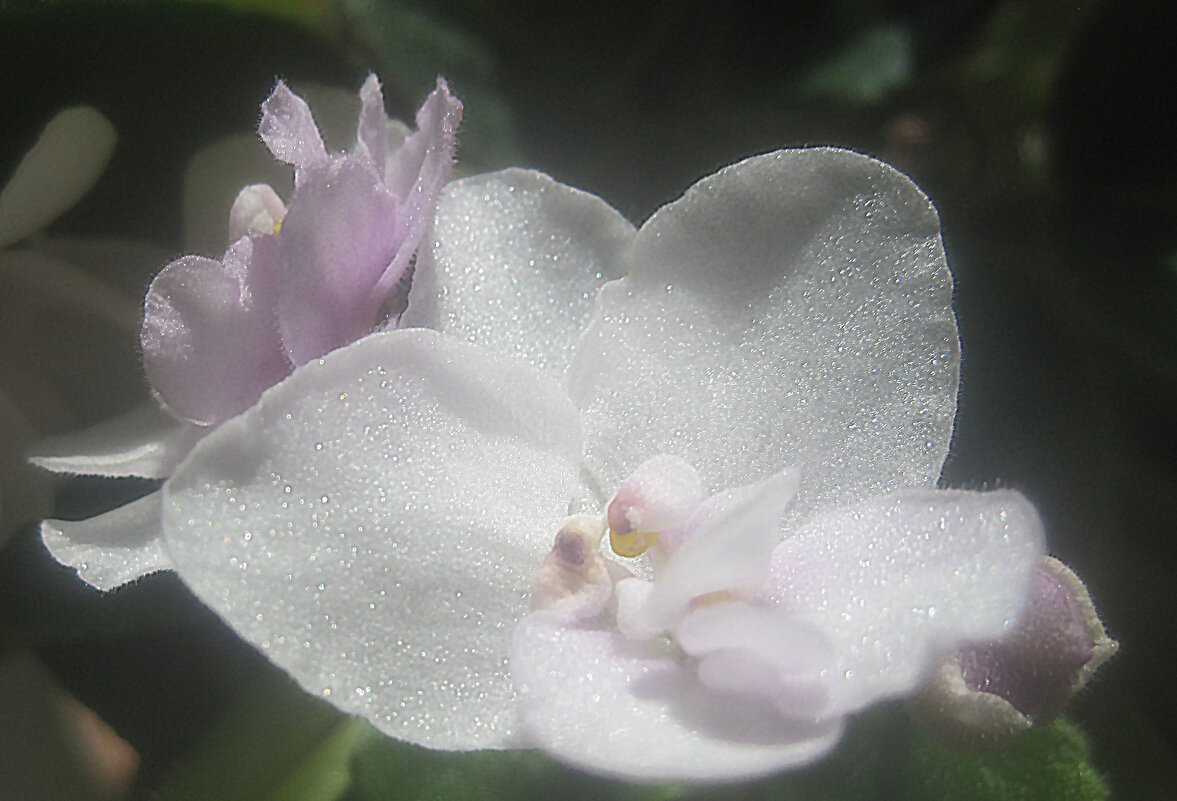 Моя фиалка - Елена Семигина