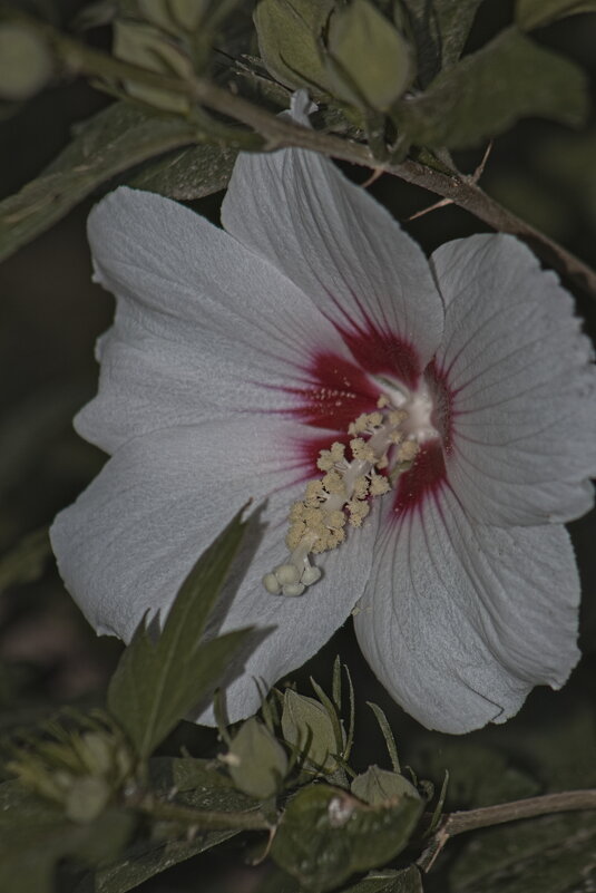 Гибискус сирийский - Giant Tao / Гибискус сирийский - Giant Tao /