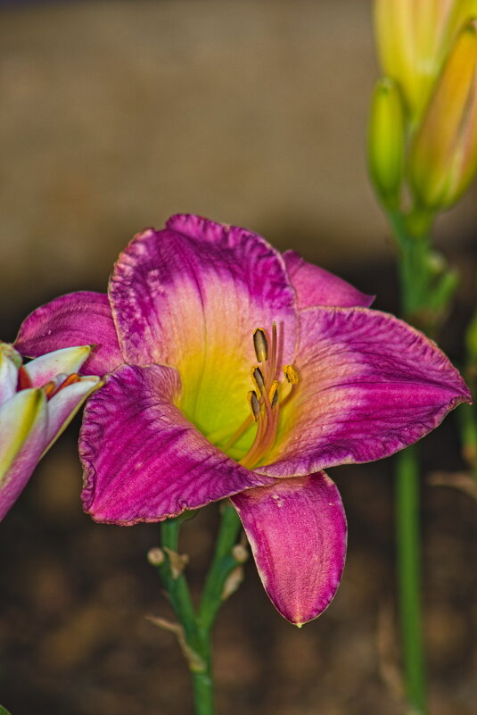 Лилейник - Giant Tao / Лилейник - Giant Tao /